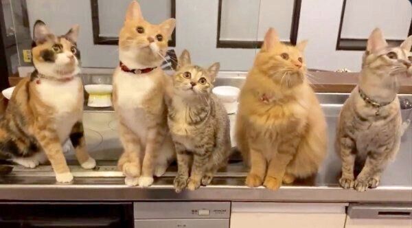 しじみちゃんと先住猫たち