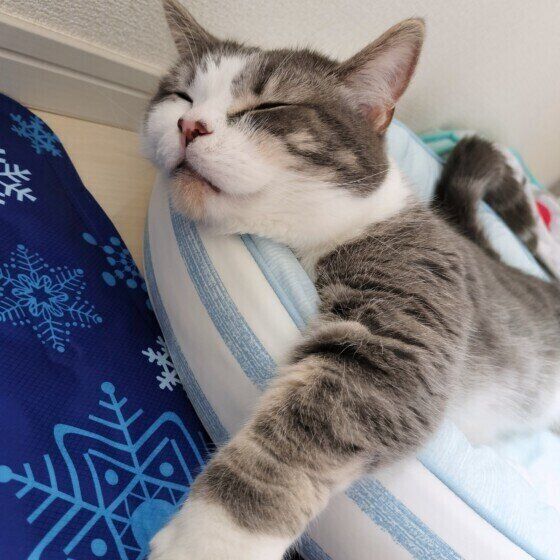 ミヌエットのゆきちくん