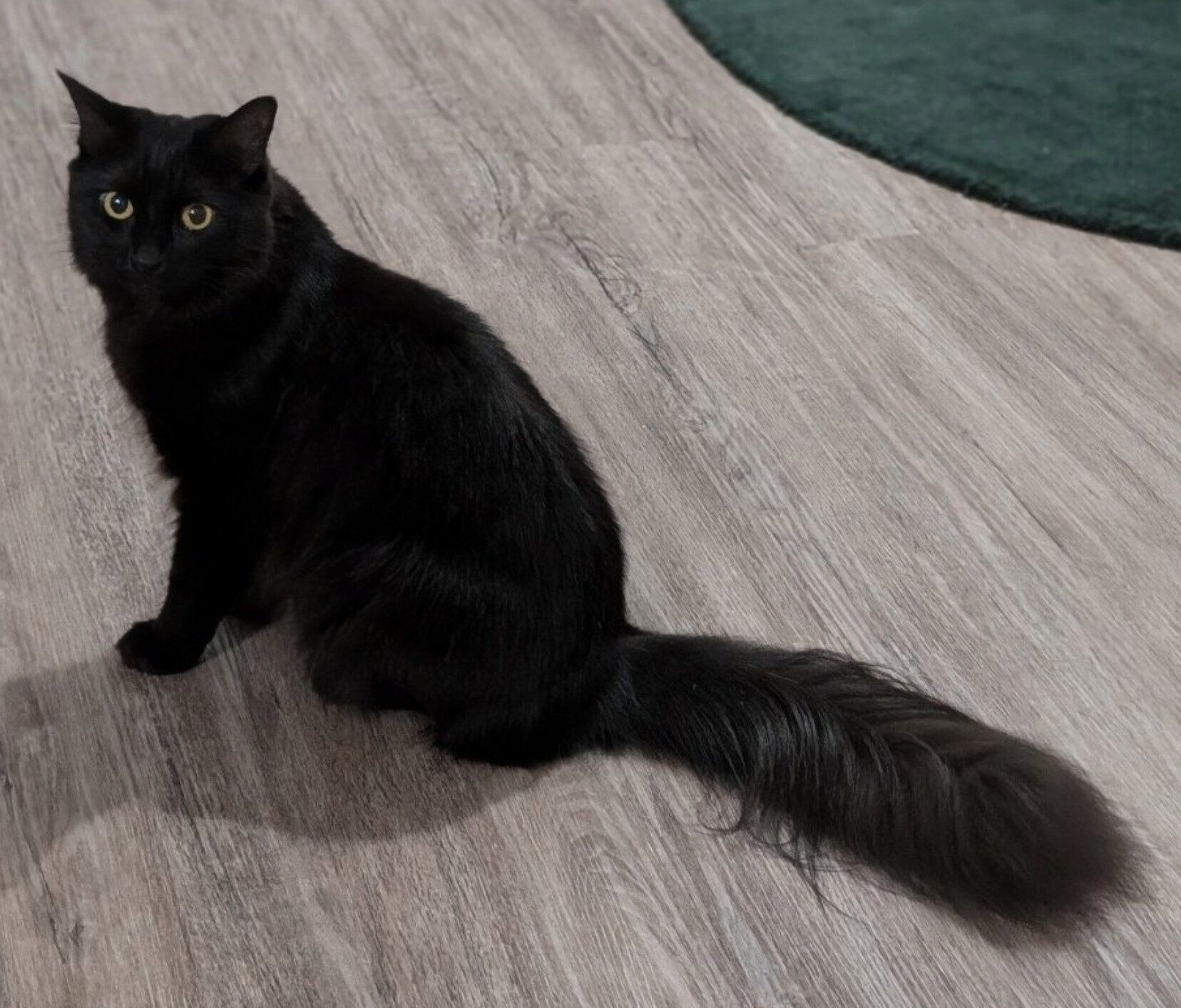 4才になったモアちゃん