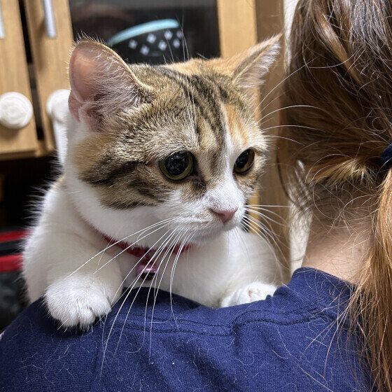 マンチカンのめるちゃん♪