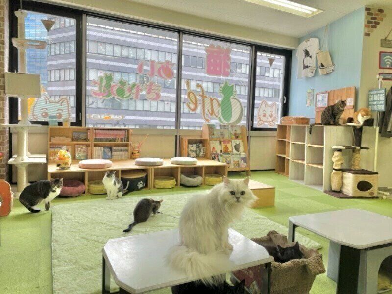 みんな仲良し！あいきゃっとファミリー