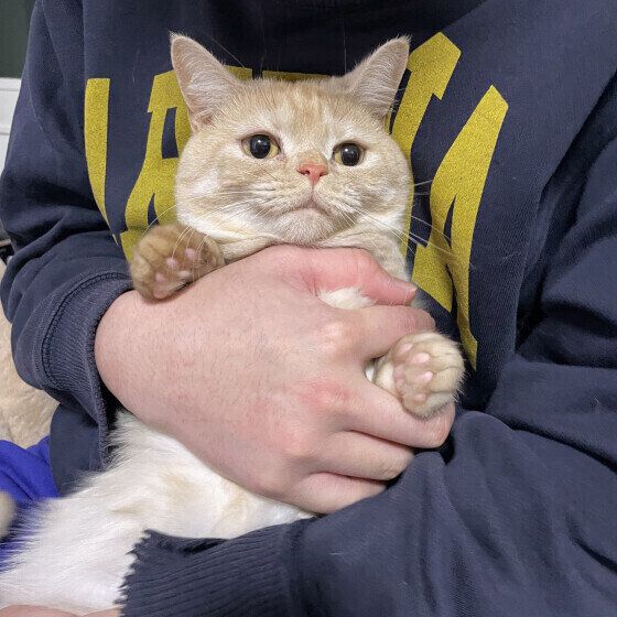 抱っこされるマンチカン