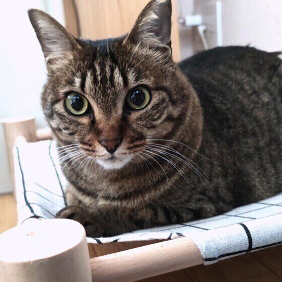 ハンモックでくつろぐキジトラ猫