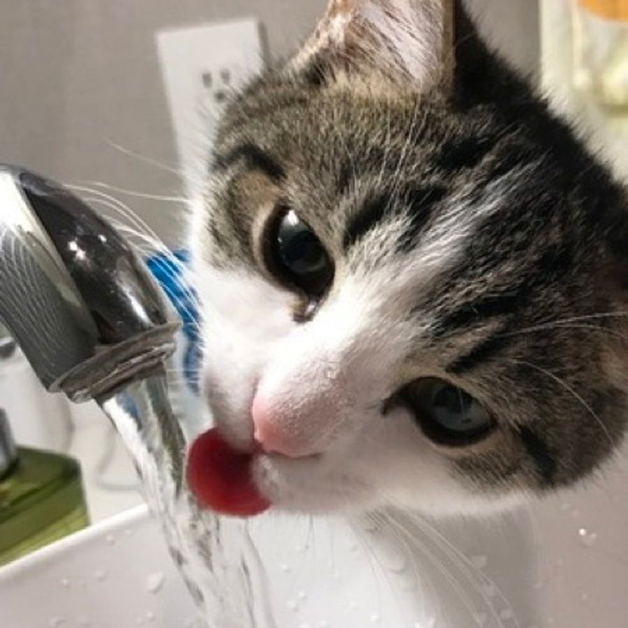 水飲み下手な猫 多頭飼い タイプ別 猫ちゃんの水分摂取アップ術を教えます ねこのきもちweb Magazine 水飲み下手な猫 多頭飼い タイプ別 猫ちゃんの水分摂取アップ術を教えます ねこのきもちweb Magazine