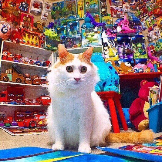 ターキッシュ・バンのぽん太ちゃん