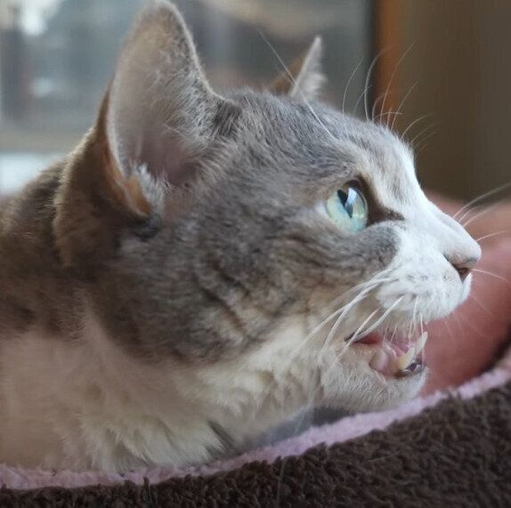 鳥を見つけたモアレちゃん