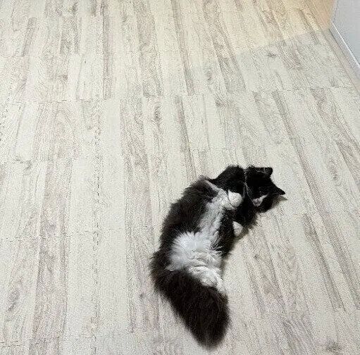 飼い主さん曰く「猫ちゃん島」