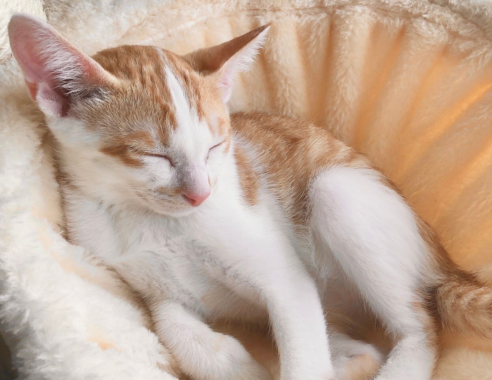 子猫時代のごえもんくん