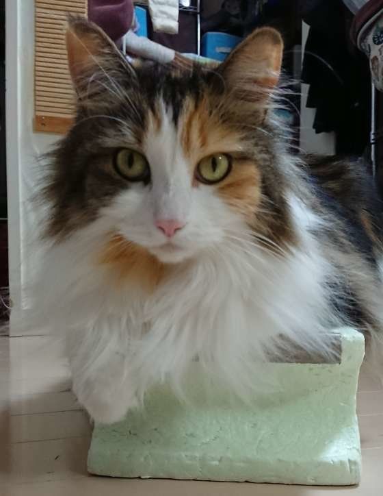 メインクーンの勘吉ちゃん