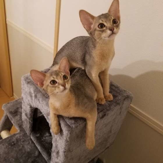 猫タワーで遊ぶ2匹（アビシニアン、メス）