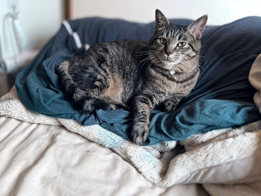 布団を占領するセトくん