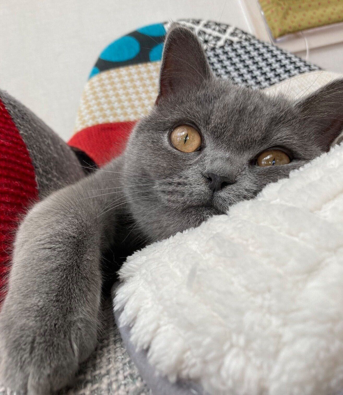 くつろぐラムネちゃん