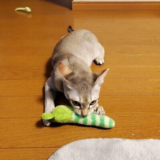 おもちゃで遊ぶ猫（シンガプーラ、オス）