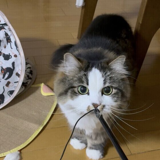 じゃらし遊びをする猫