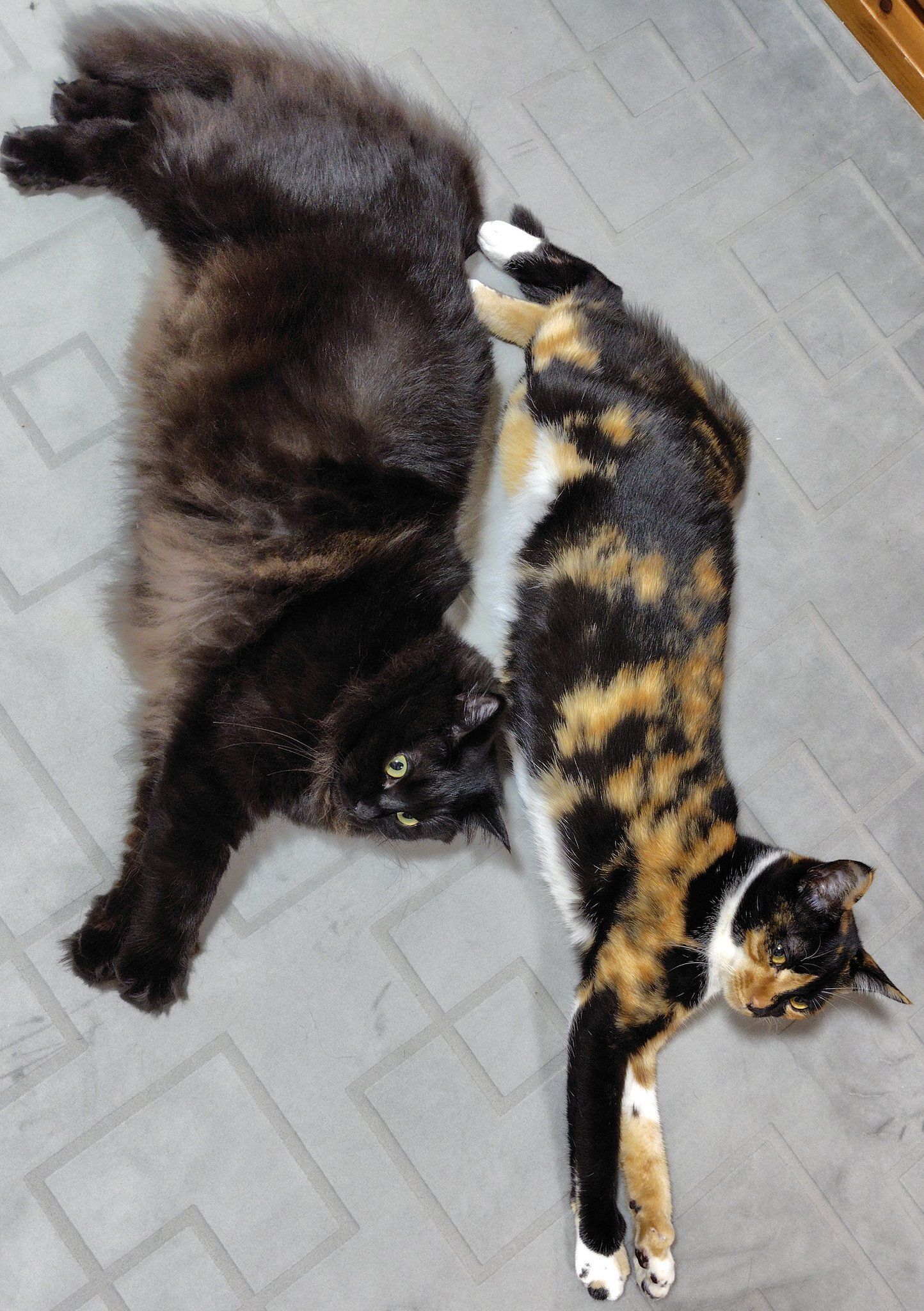 並んで寝転ぶ2匹の猫