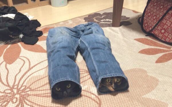 ジーンズの中に入るけいちゃんとむぎちゃん