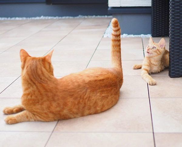 いちちゃんと、しなとらちゃん