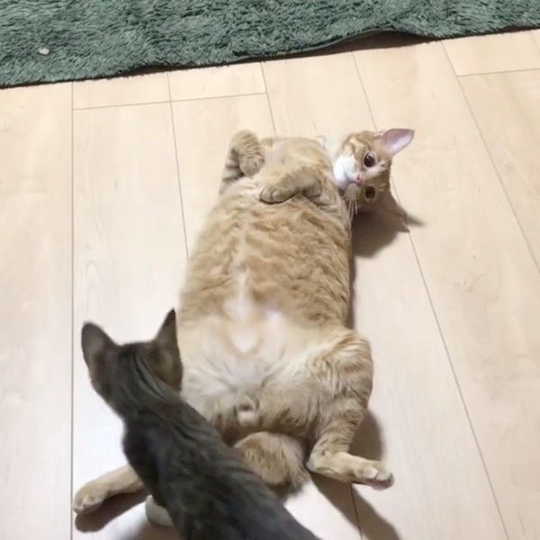 突然電池が切れる猫