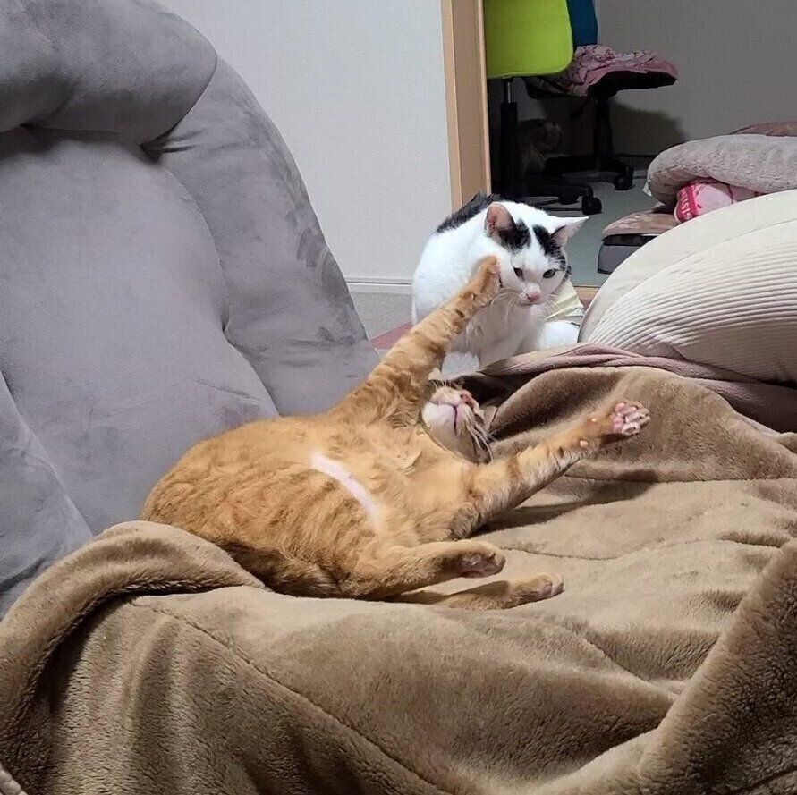 猫パンチをするちゃーくんとパンチを顔で受けるこもくん