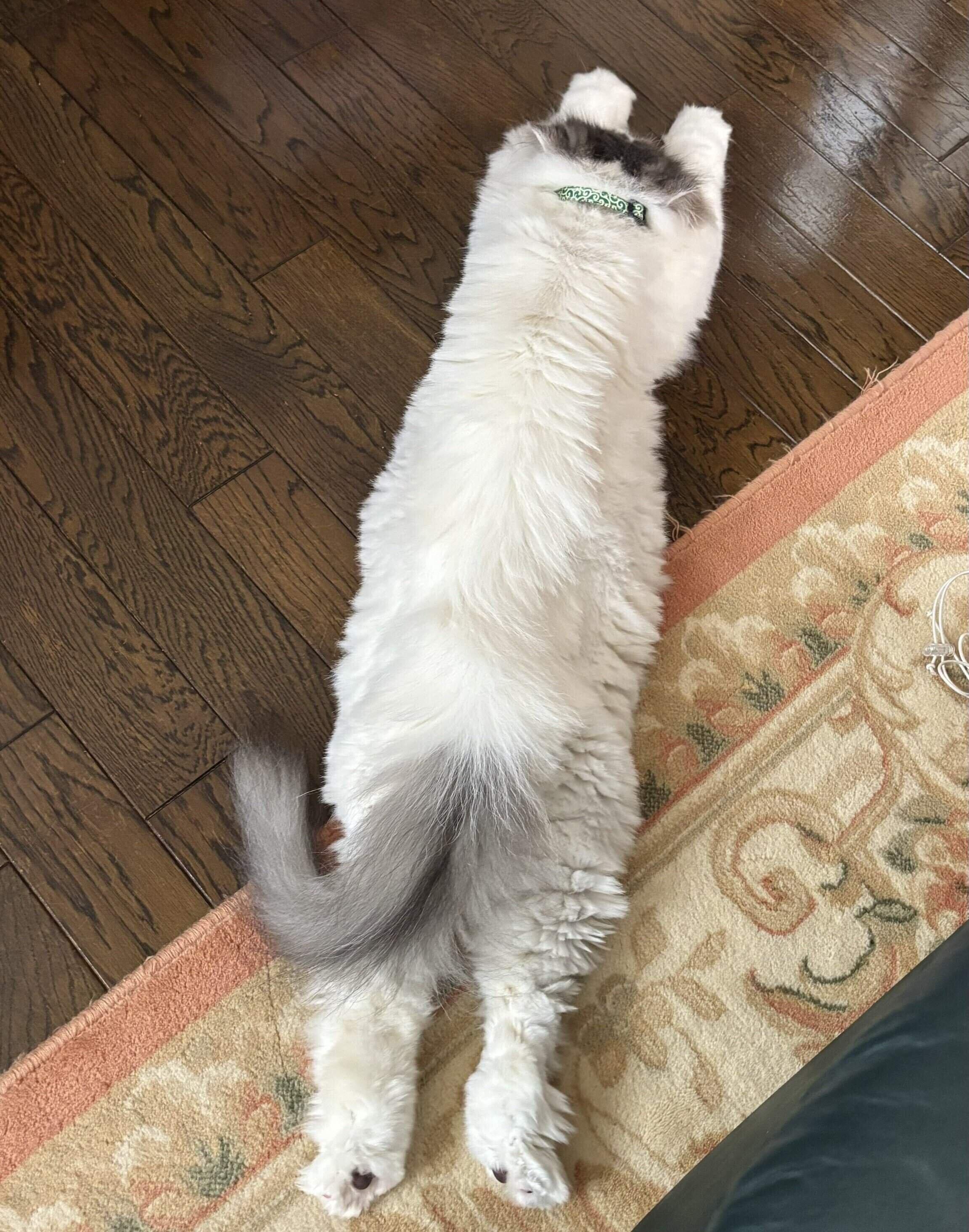 まっすぐに伸びるひらめちゃん　リラックスしているのだとか