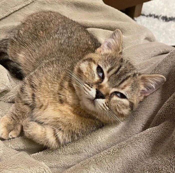 熟睡するあられちゃん