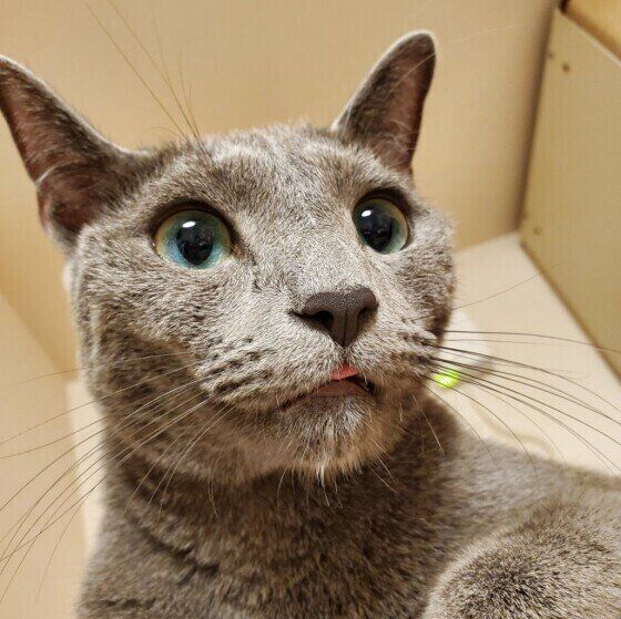 ロシアンブルーのレグルスくん♪