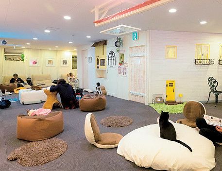 埼玉　川越　猫カフェ　猫家