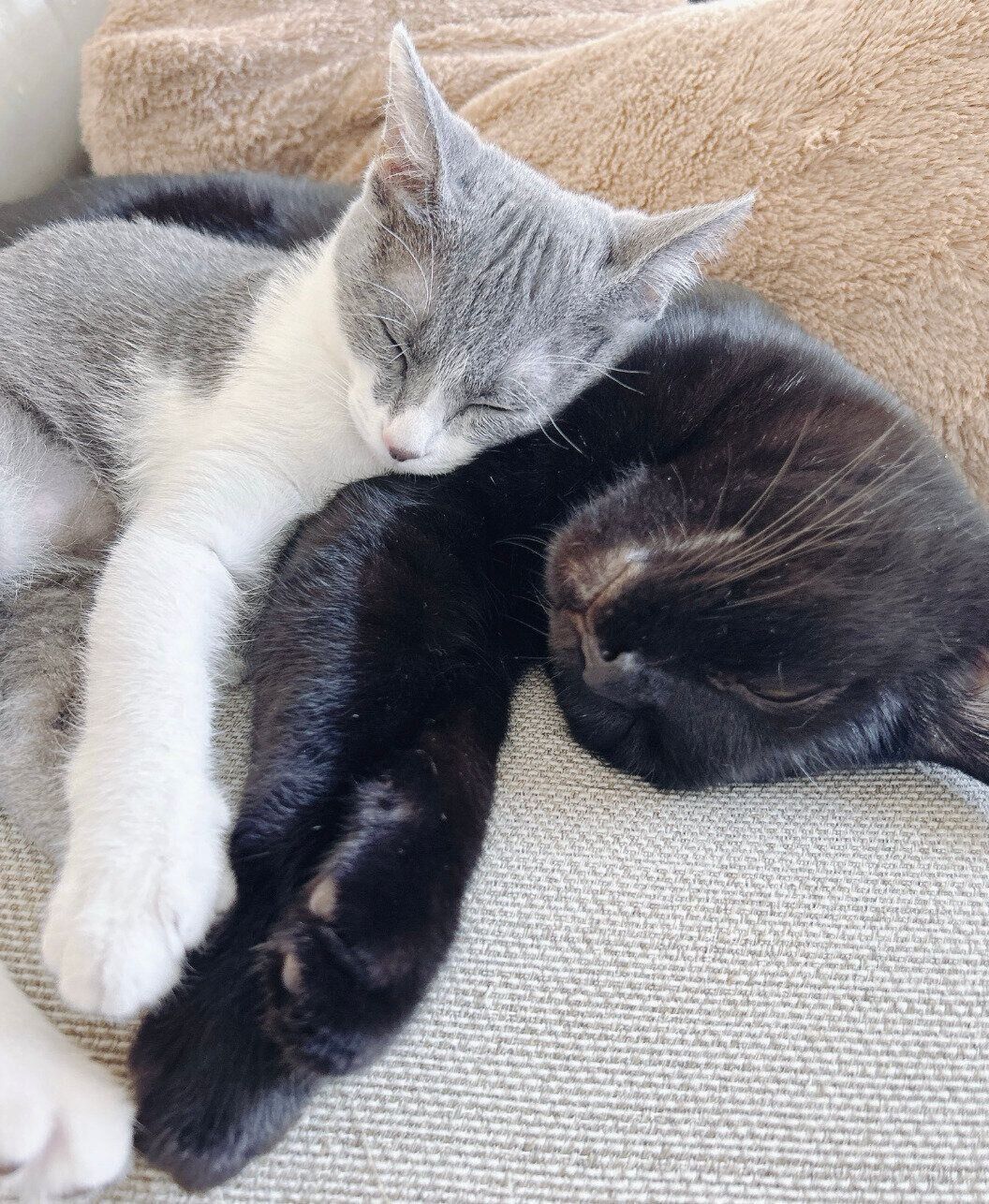 成長した現在も、くっついて眠るラテちゃんとロンくん