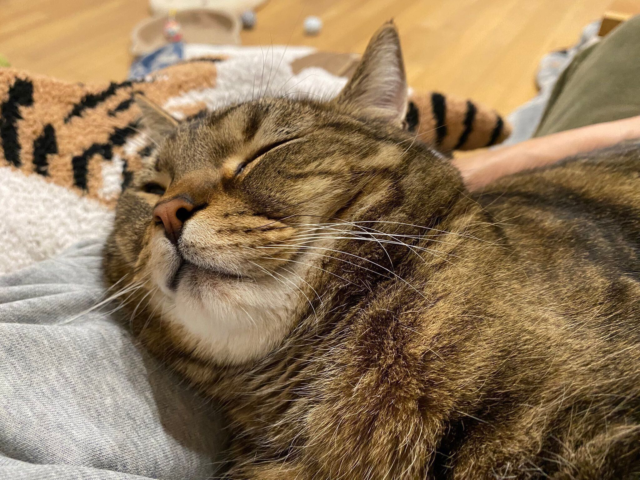 スヤスヤ眠るほっけくん