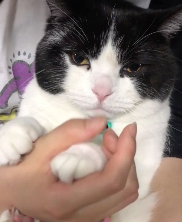 脱出を試みる猫