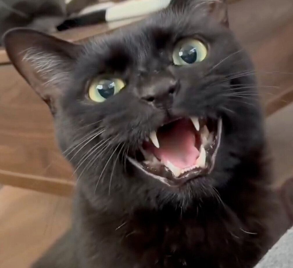 時差で返事をするよもぎくん