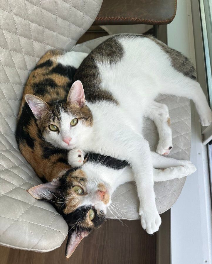 密着する2匹　仲のよさが伝わってくる1枚