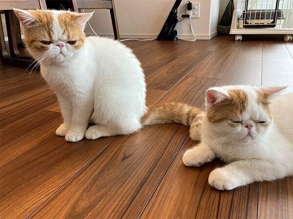 遠い目をするこんぶちゃん、ひるねくん