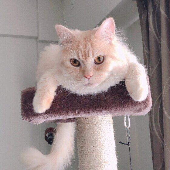 キャットタワーでくつろぐラガマフィン