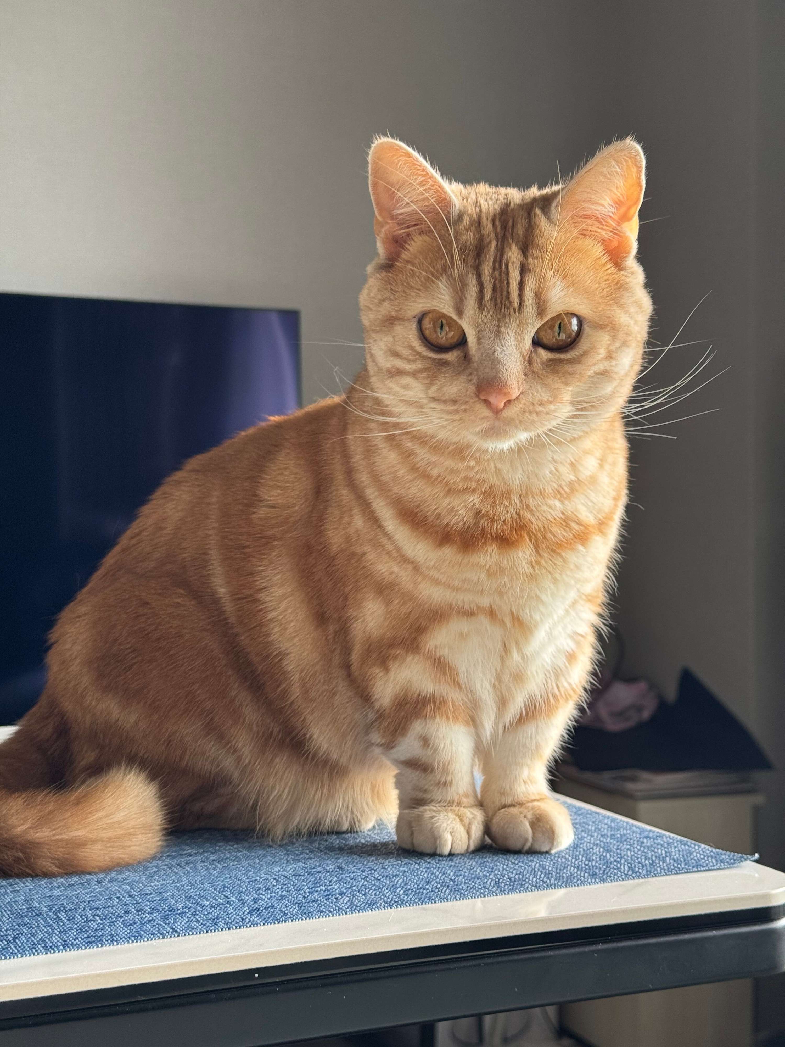 飼い主を見る猫