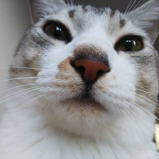 MIXサバトラ顔のアップ