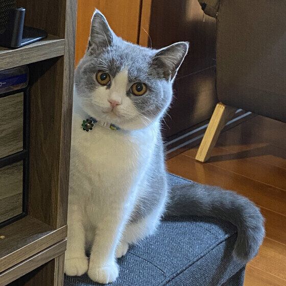 ブリティッシュショートヘアの無双くん