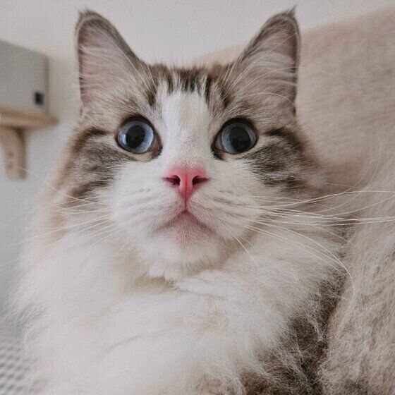 暖かい場所でくつろぐラグドール