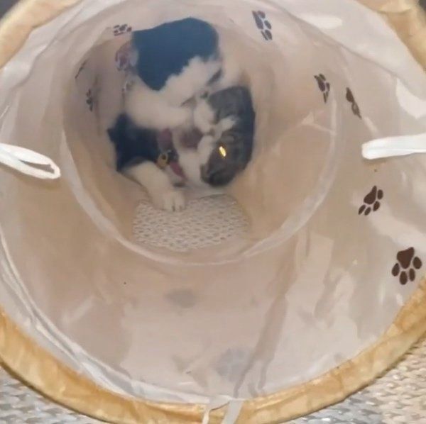 ずーちゃんに狩られるぼっこちゃん