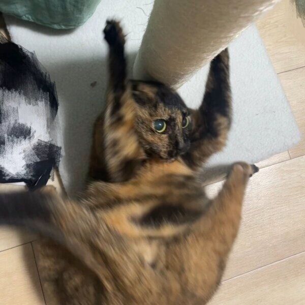 ダイナミックなポーズで飼い主さんを見つめるしゃけちゃん