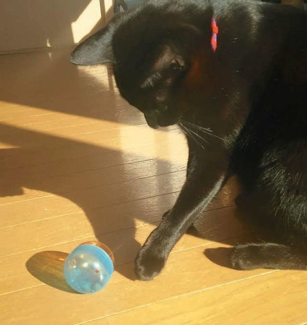 猫の嗜好品のまたたびとは