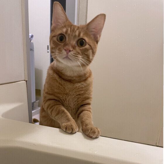 お風呂を見る茶トラ猫