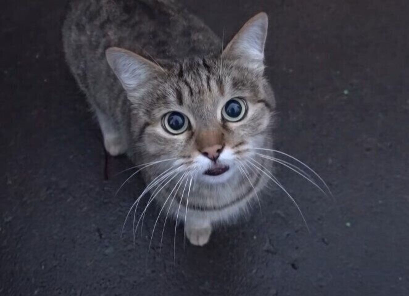 猫が話しかけてきた ロシアの路上で暮らす猫たちのご飯タイムにほっこり ねこのきもちweb Magazine 猫が話しかけてきた ロシアの路上で暮らす猫たちのご飯タイムにほっこり ねこのきもちweb Magazine