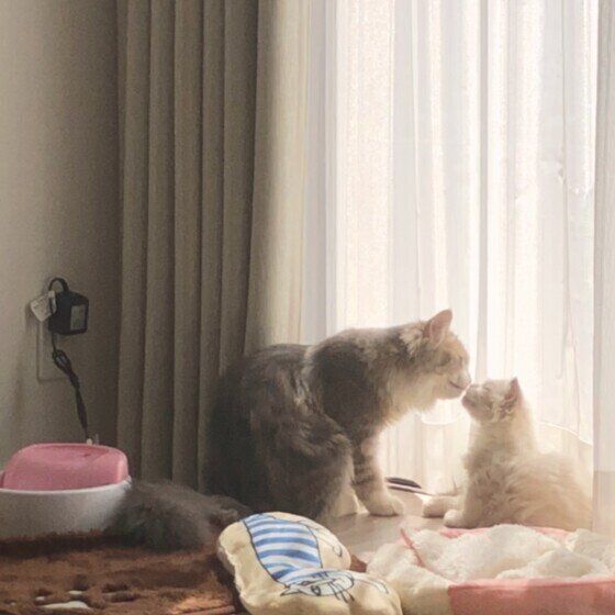 ラグドールのいおりくんたち