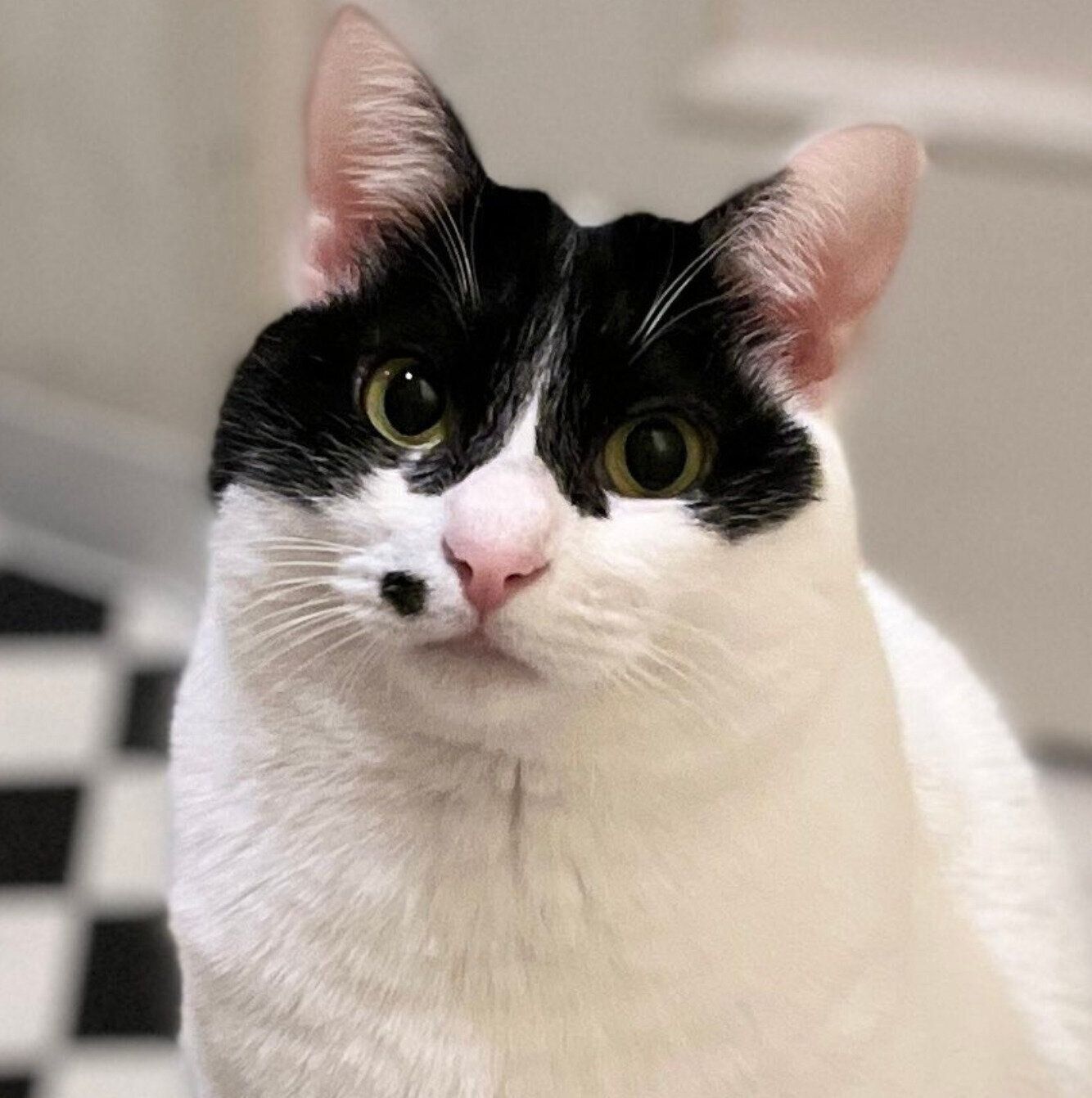 見つめるらんちゃん