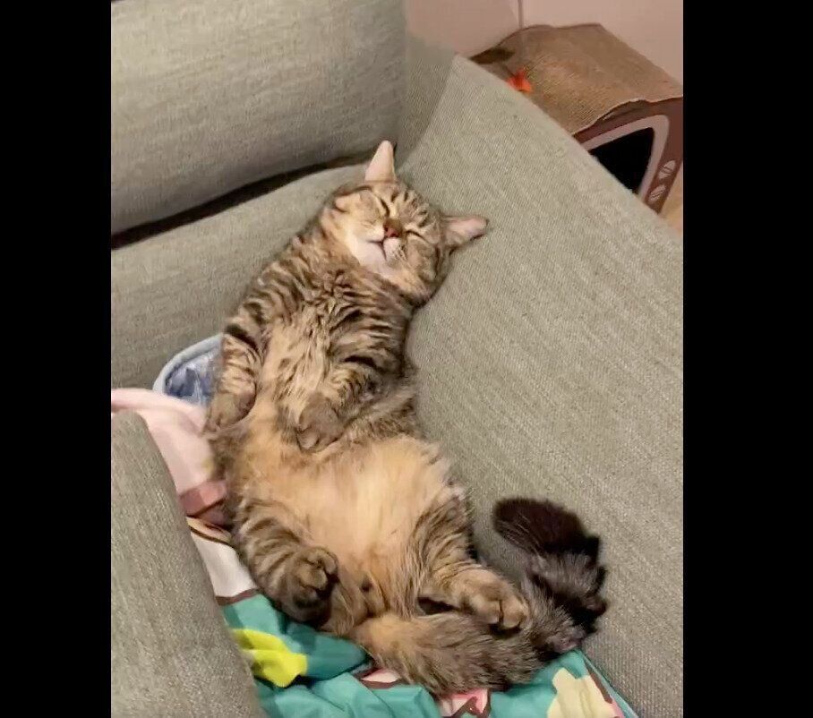 眠るうどんくん