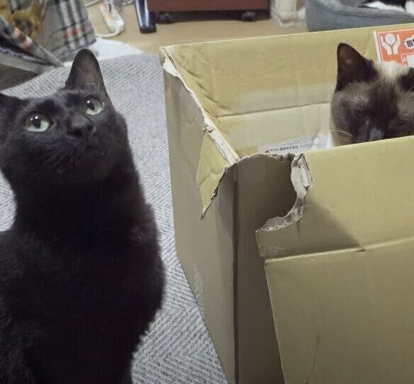 箱が大好きな黒みつくんと、わらびちゃん