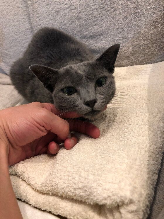 喉を撫でられてゴロゴロ鳴くロシアンブルーのリリーちゃん