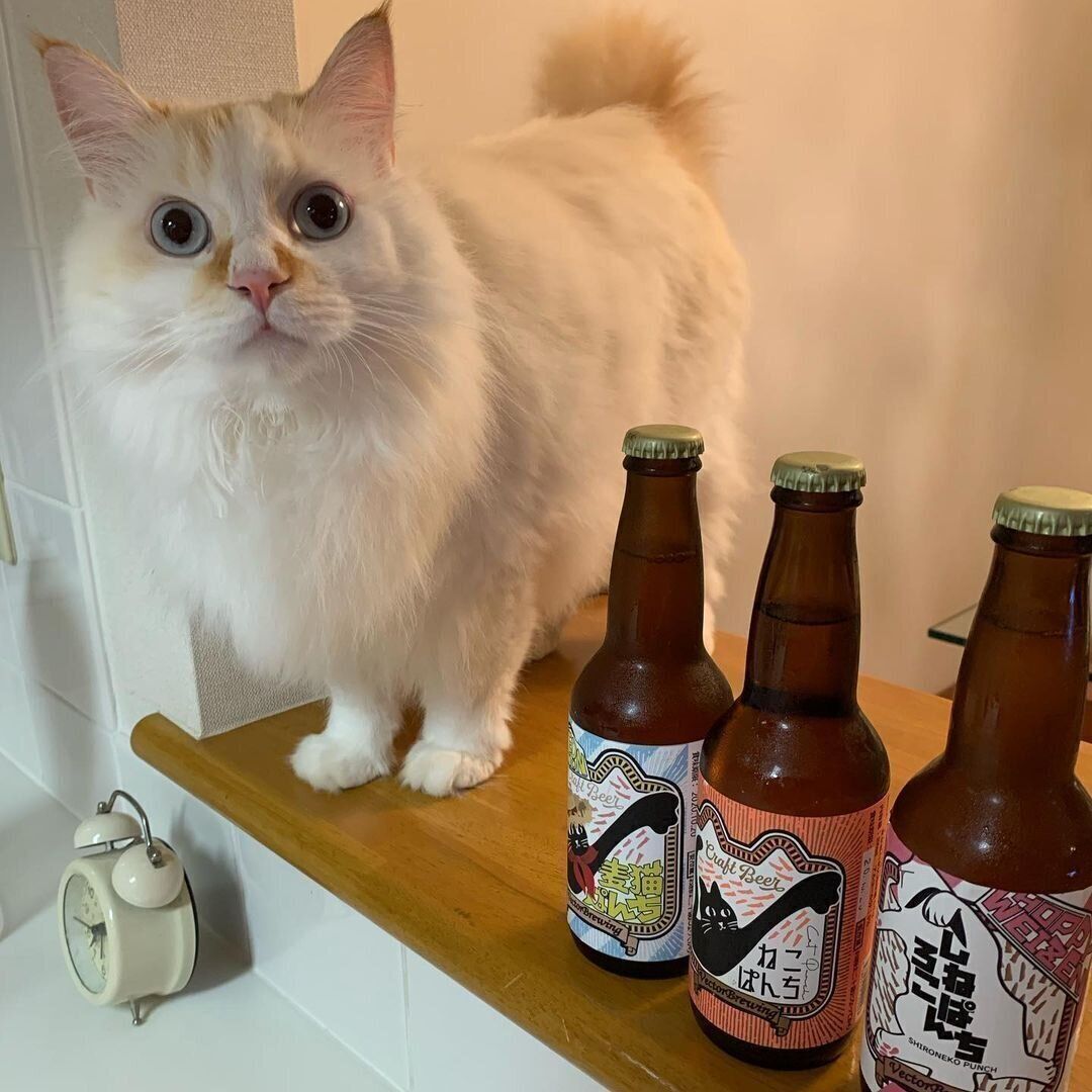 猫ラベルのビール3本と白猫