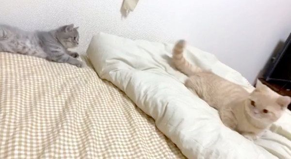 謎の遊びをするむぎくんとあおちゃん